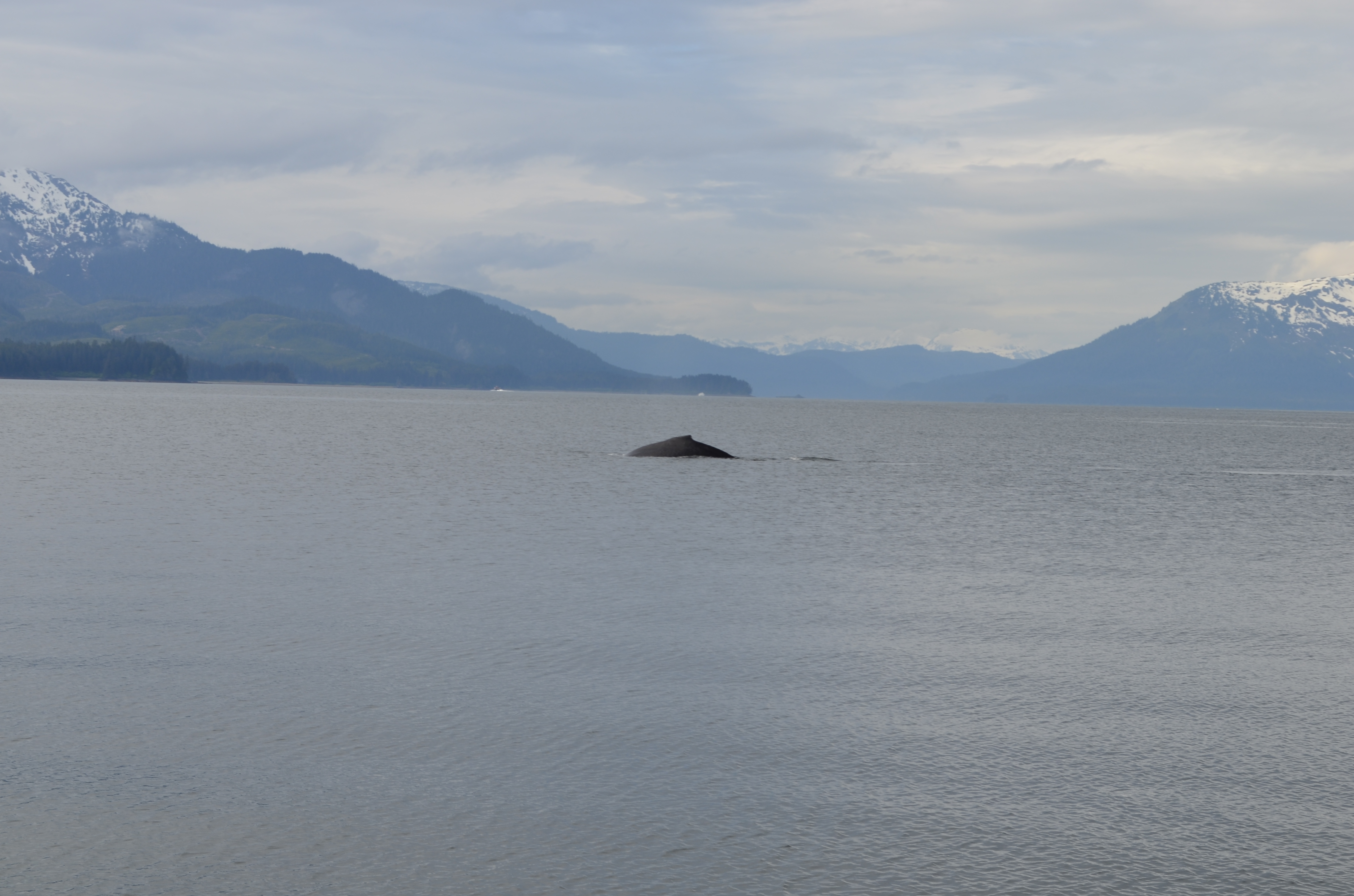 ./2017/08 - Alaska Cruise/10 - Icy Strait Point/DSC_0303.JPG